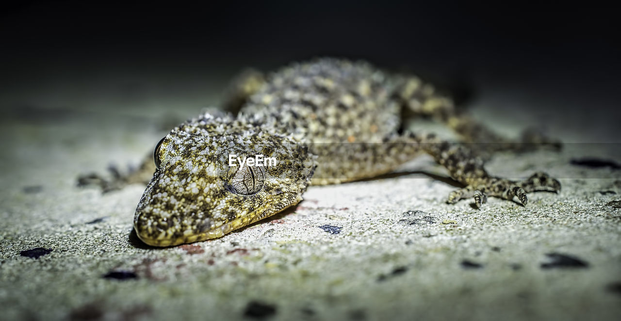 Close-up of lizard on wall