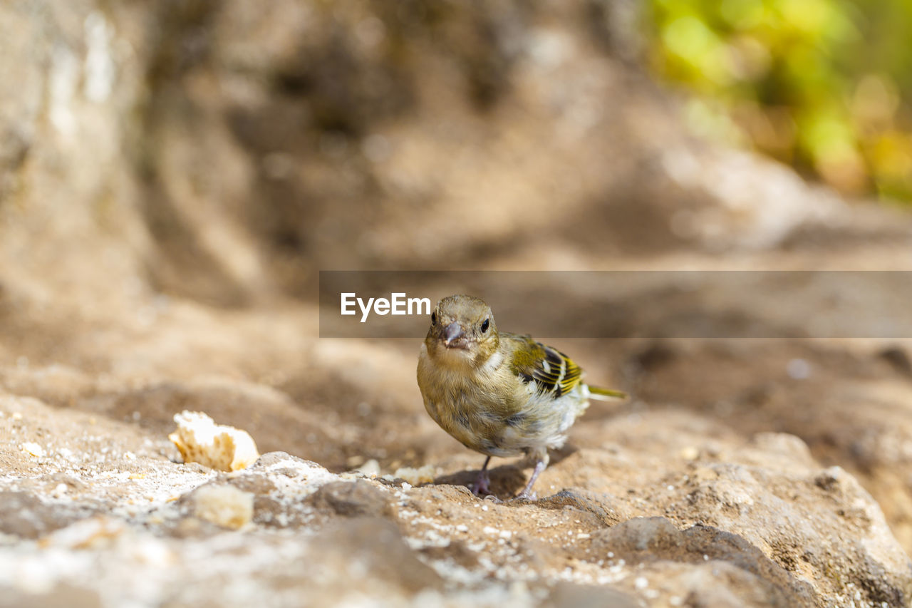 CLOSE-UP OF SPARROW PERCHING ON GROUND