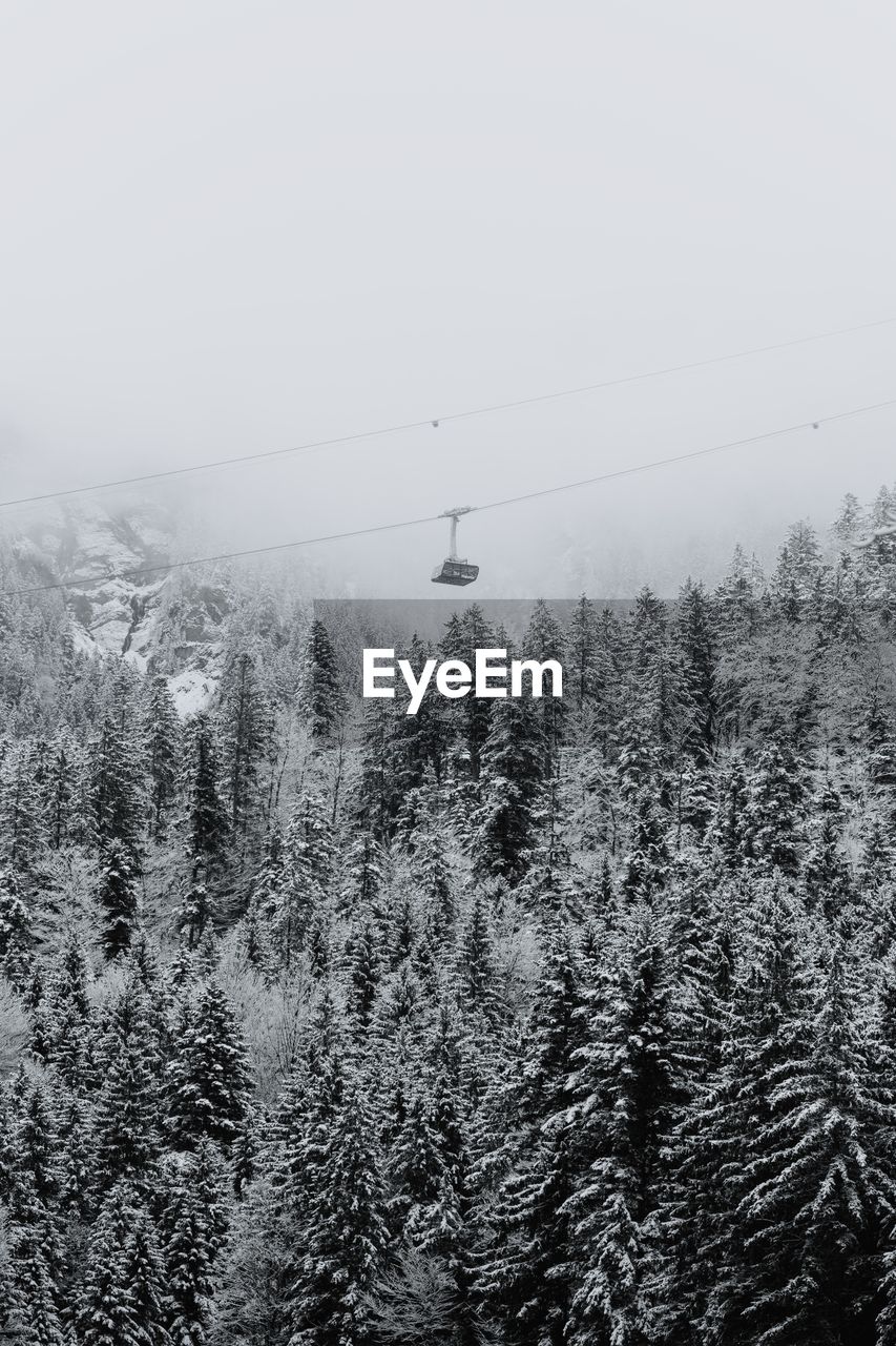 Overhead cable car over snow covered trees