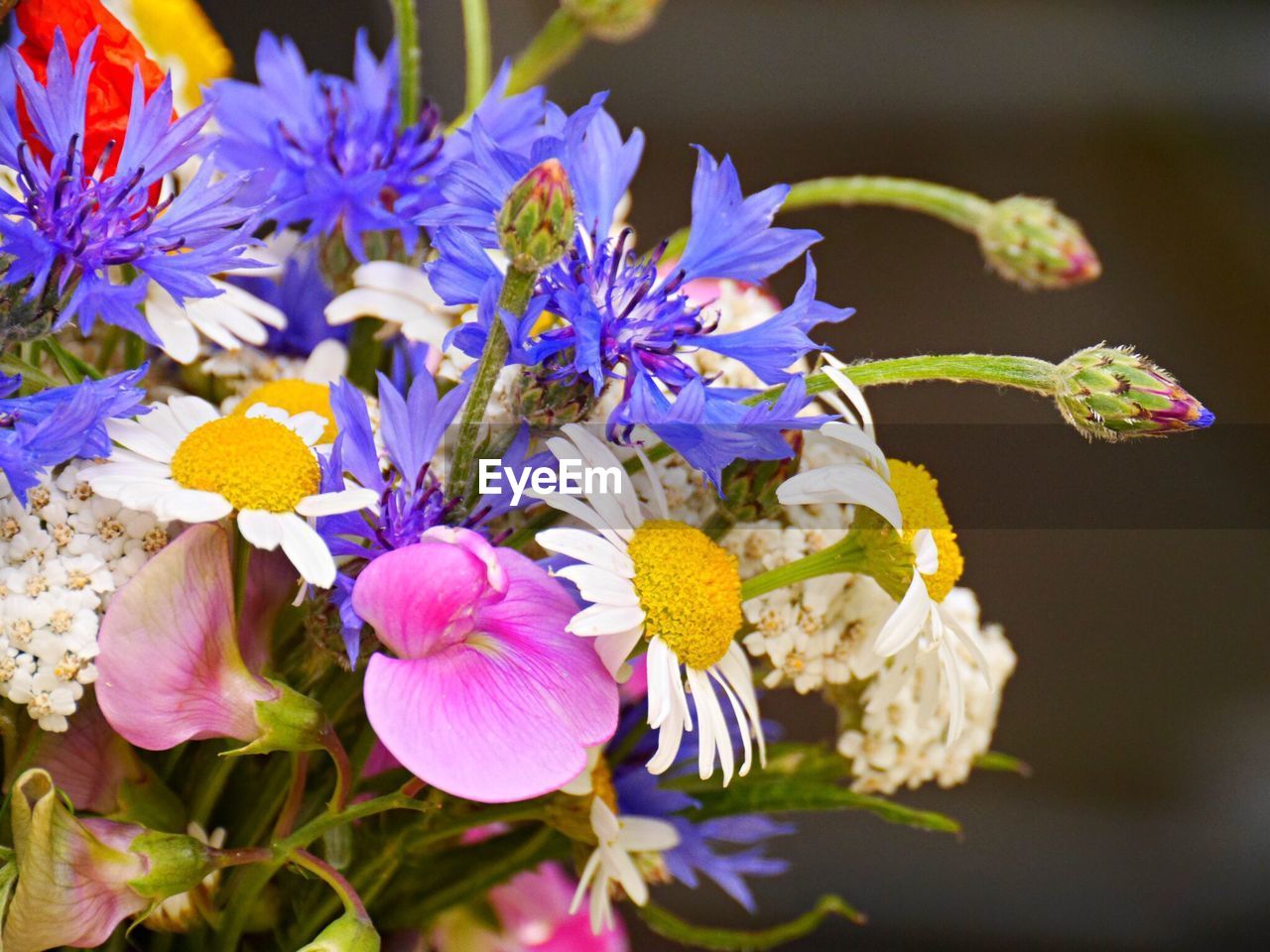 CLOSE-UP OF PURPLE FLOWERS BLOOMING