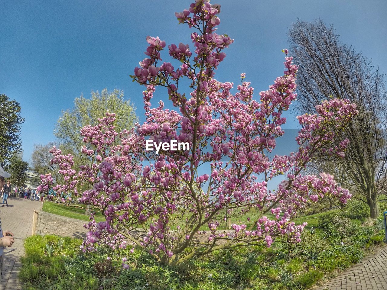 CLOSE-UP OF FLOWER TREE AGAINST SKY