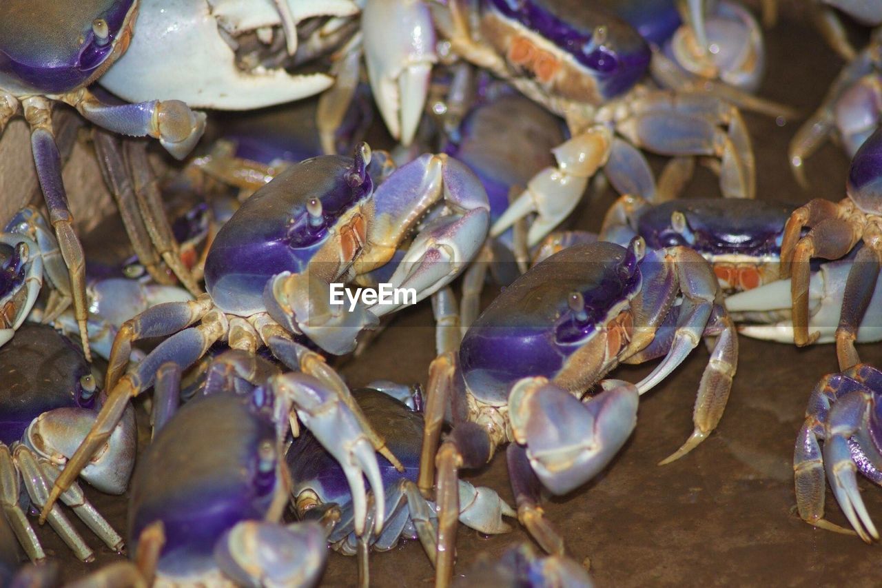 CLOSE-UP OF CRAB FOR SALE IN MARKET