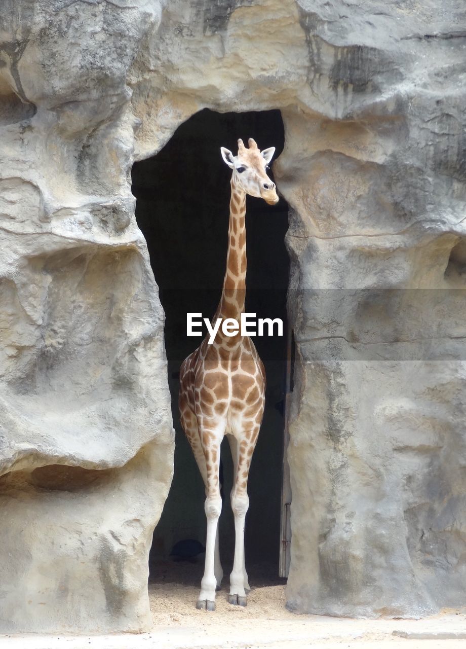 Giraffe standing between rock in zoo