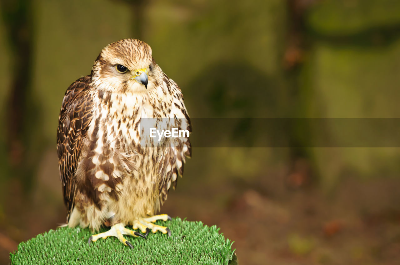 Close-up of hawk-bird 