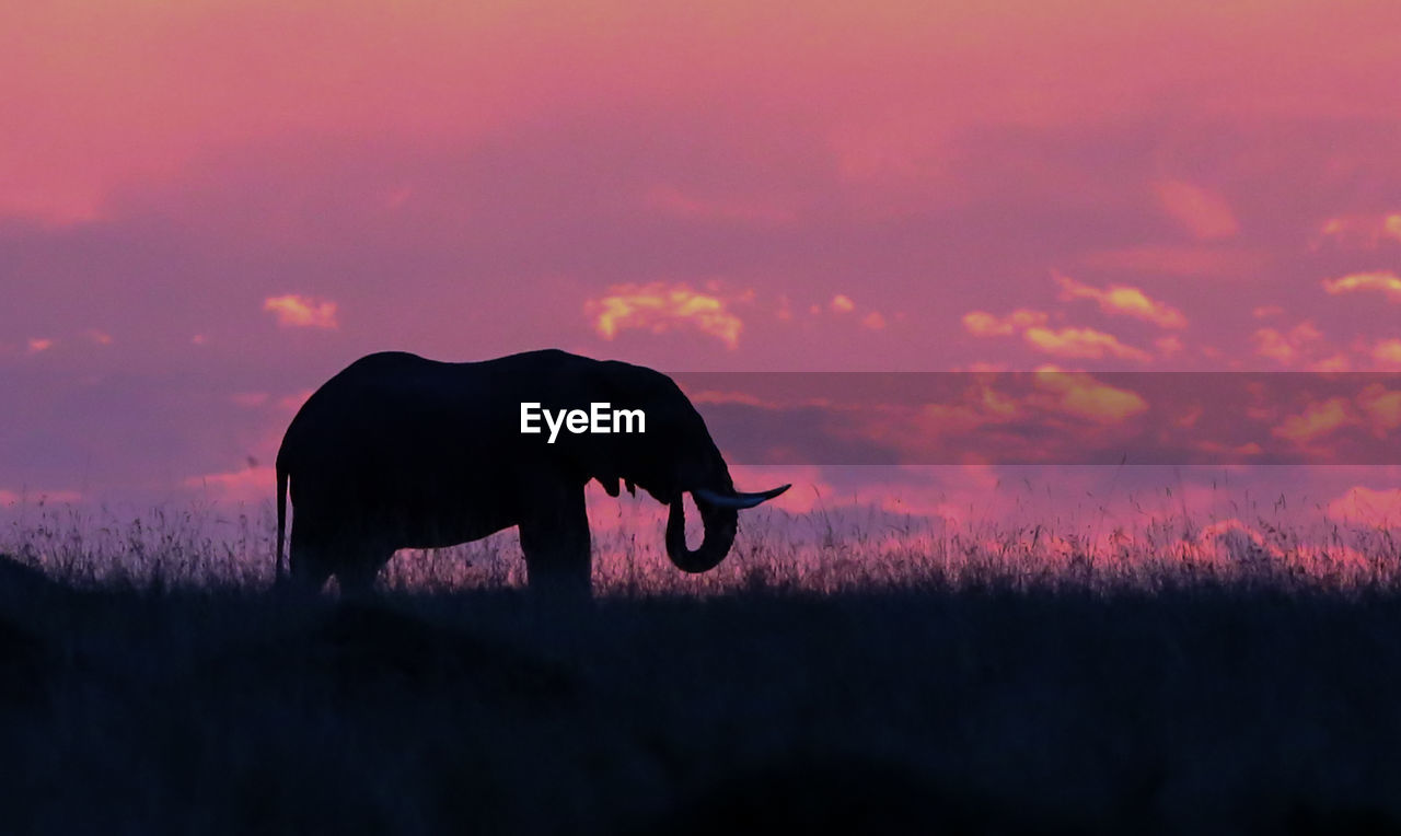 Silhouette elephant standing on field against sky during sunset