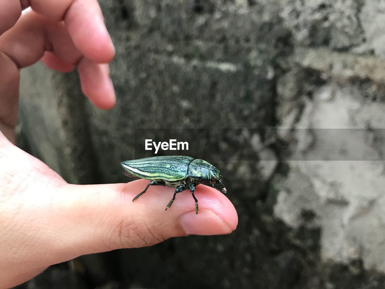 CLOSE-UP OF INSECT ON HAND HOLDING LEAF