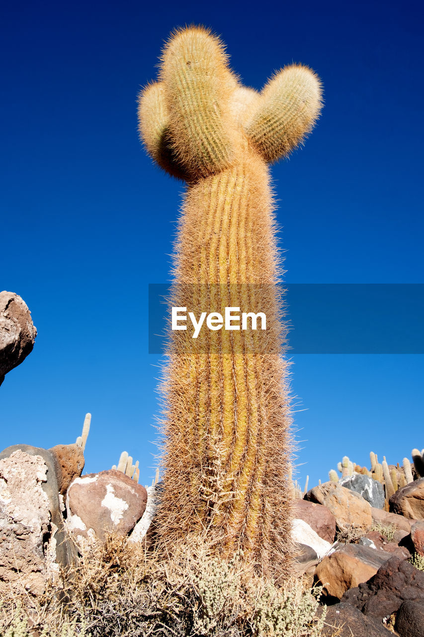 Low angle view of succulent plant against clear sky