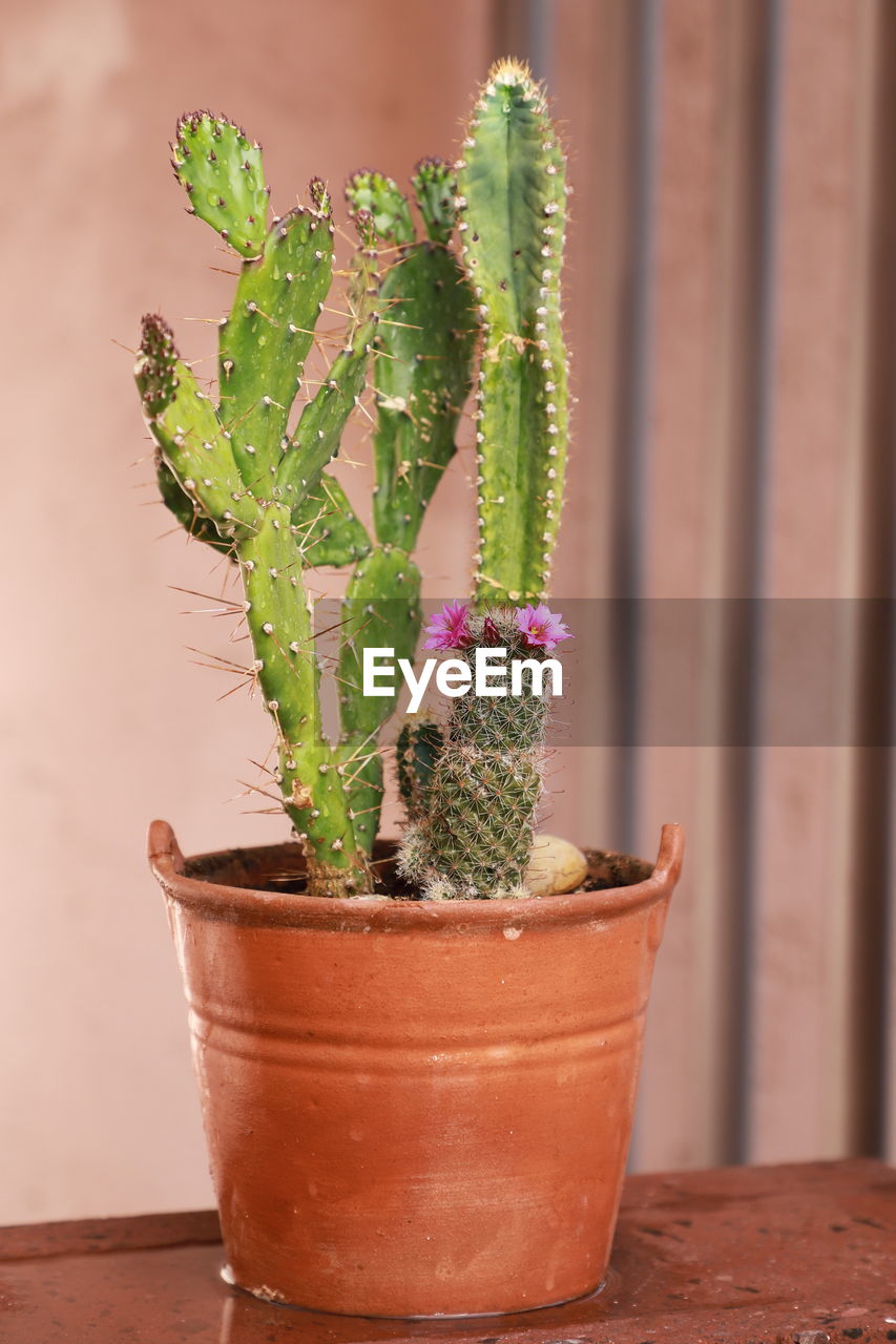 Mini cactus in a pot