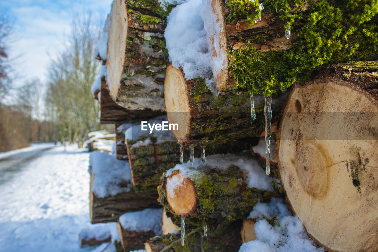 CLOSE-UP OF SNOW COVERED PLANTS