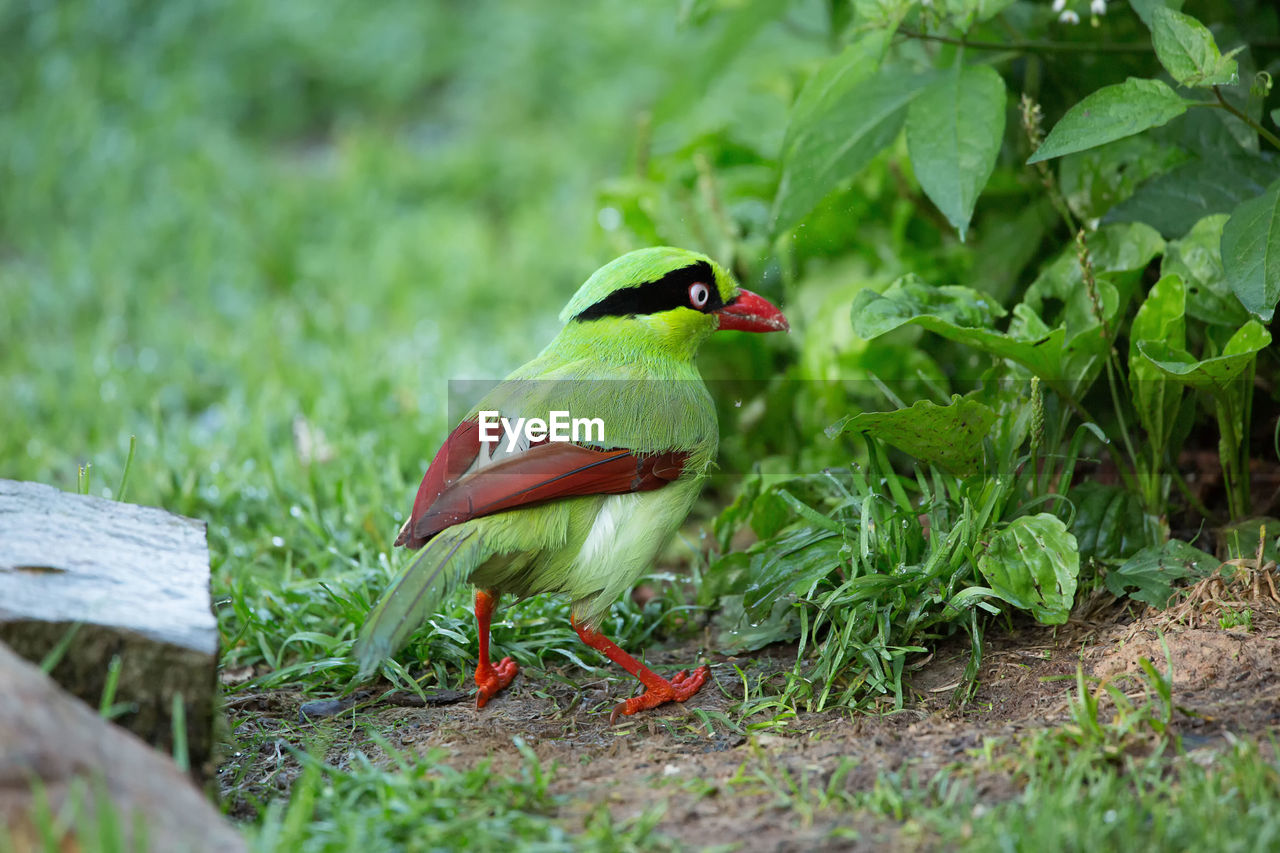 BIRD PERCHING ON A ROCK