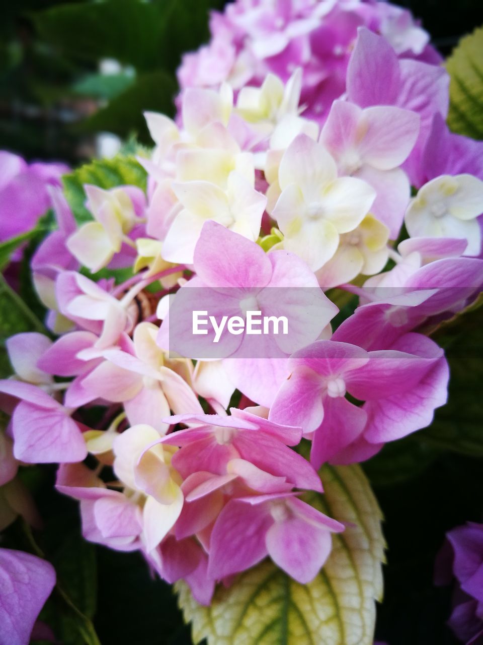 CLOSE-UP OF FLOWERS BLOOMING OUTDOORS