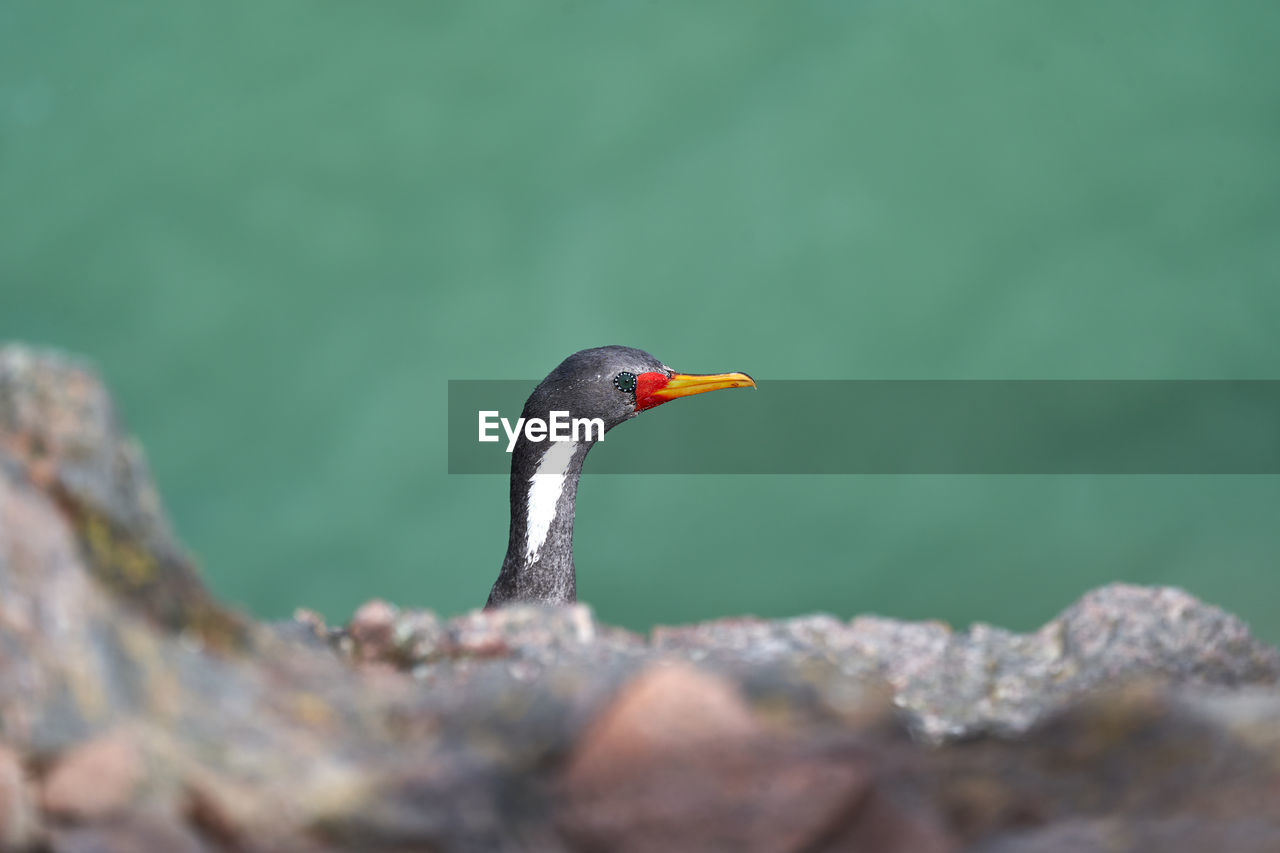 Phalacrocorax gaimardi, red legged cormorant with hypnotic blue eyes,  patagonia in argentina