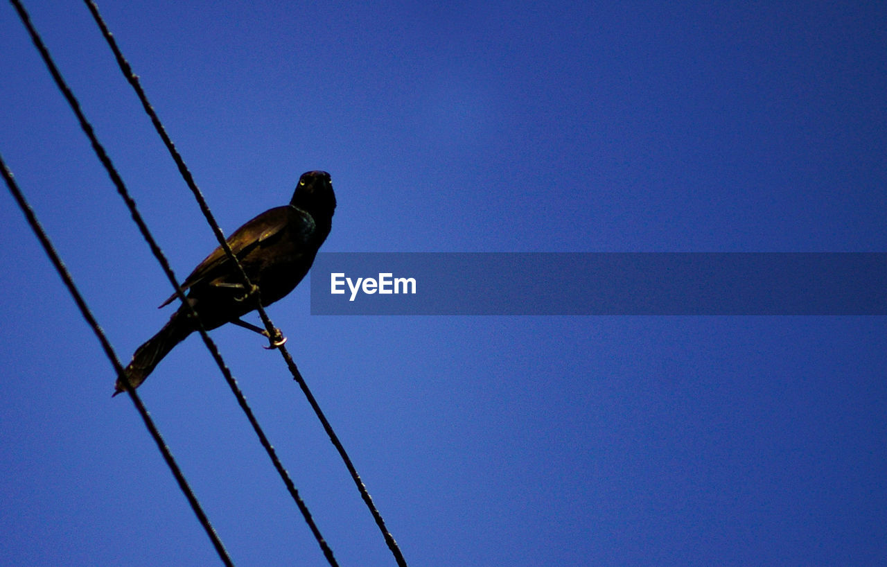 LOW ANGLE VIEW OF BIRD ON CABLE AGAINST BLUE SKY
