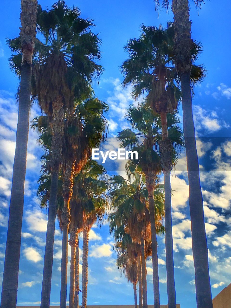 LOW ANGLE VIEW OF PALM TREES AGAINST SEA