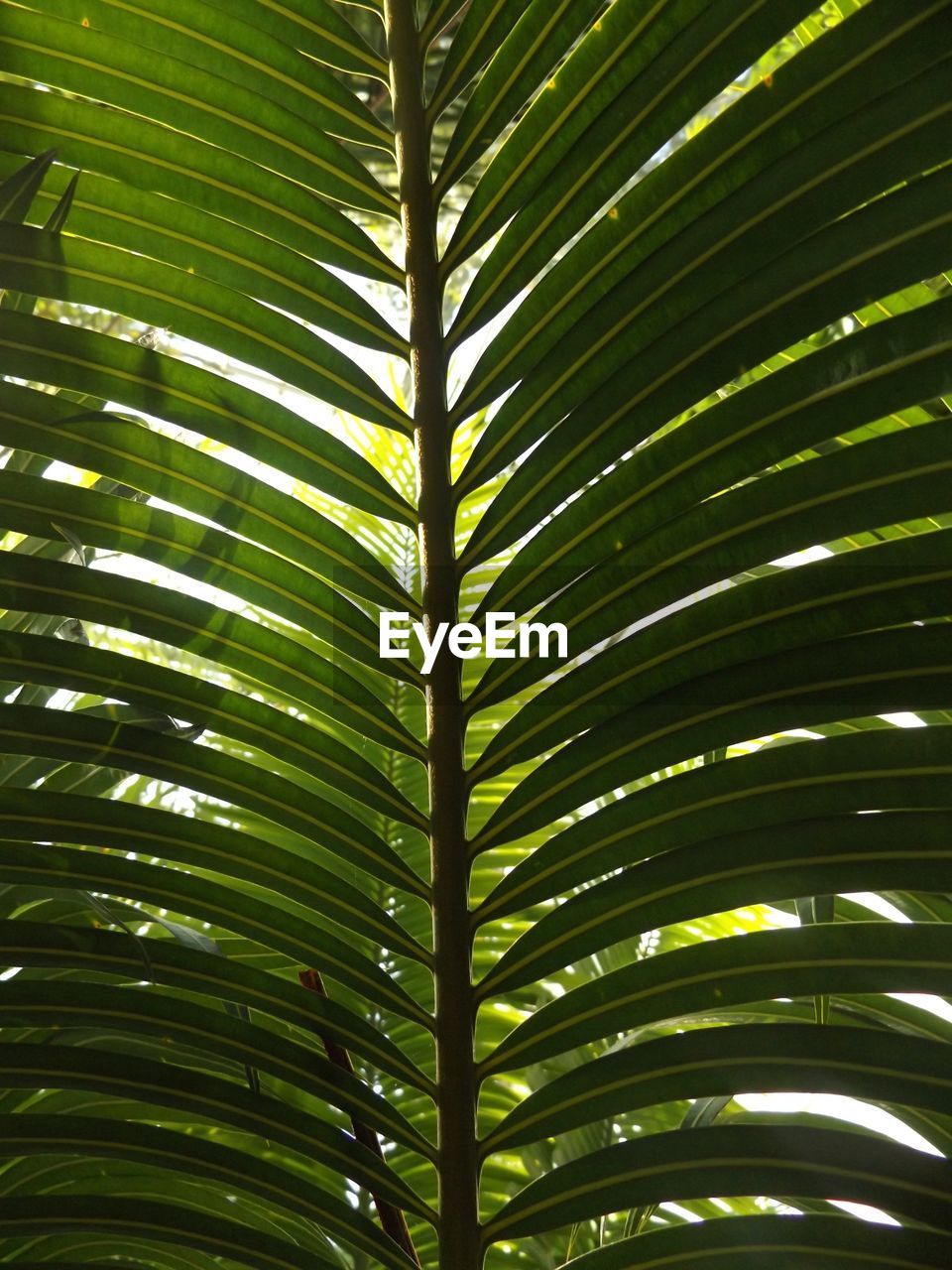 LOW ANGLE VIEW OF PALM TREES