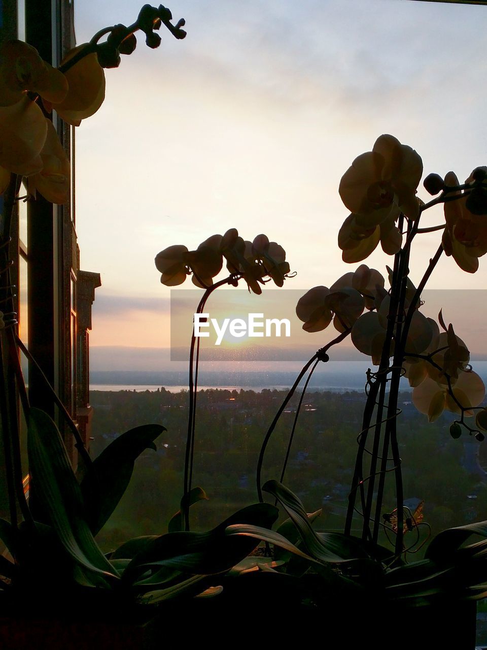 Flower plants at window during sunset