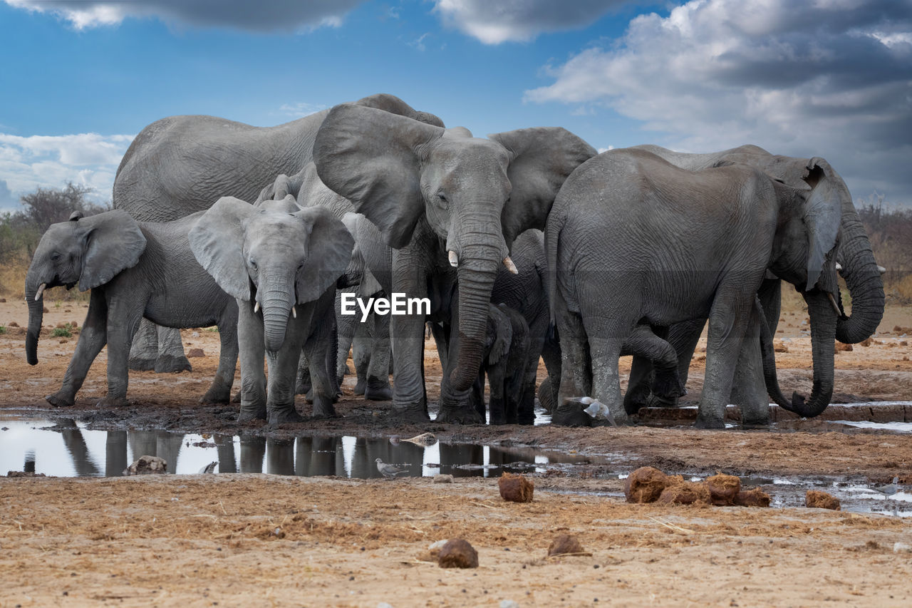 elephants standing on field