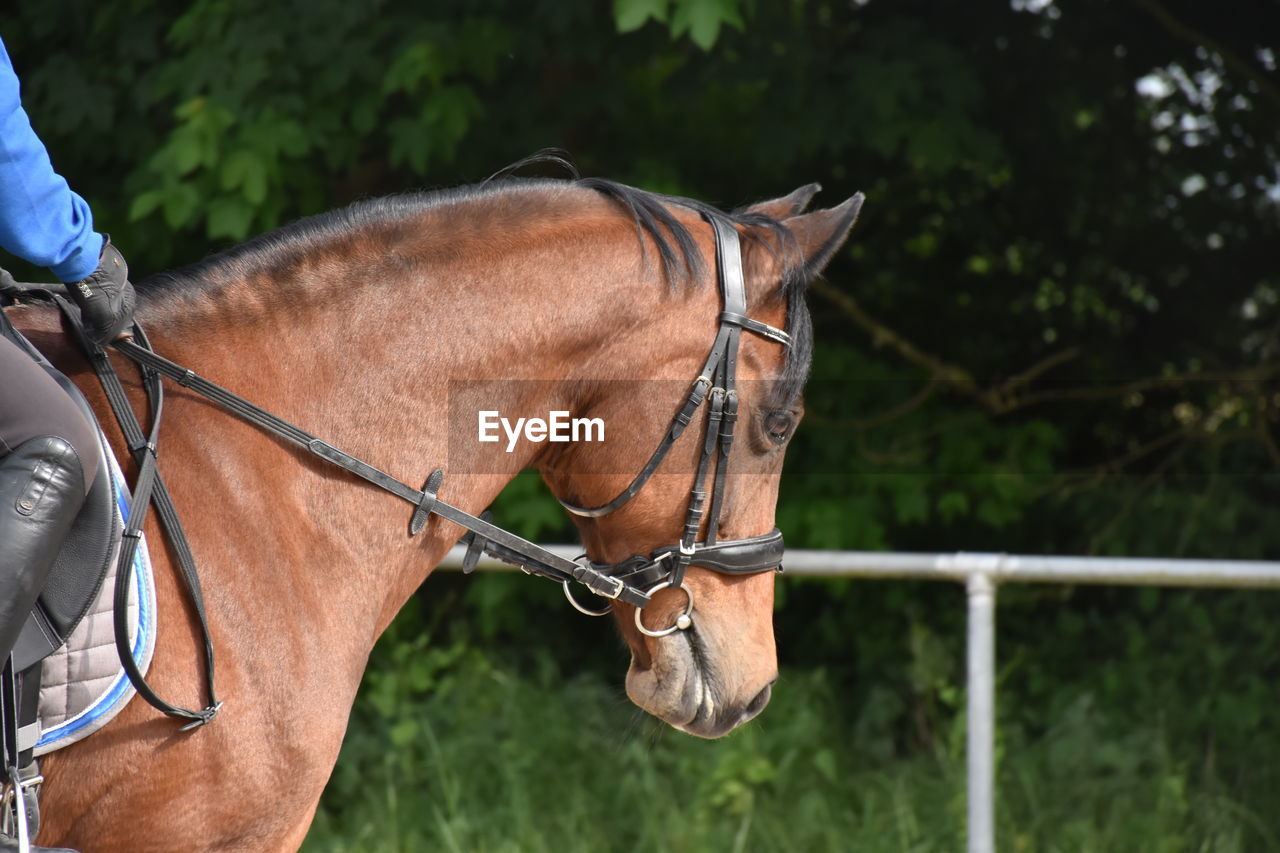 CLOSE-UP OF A HORSE ON A FARM