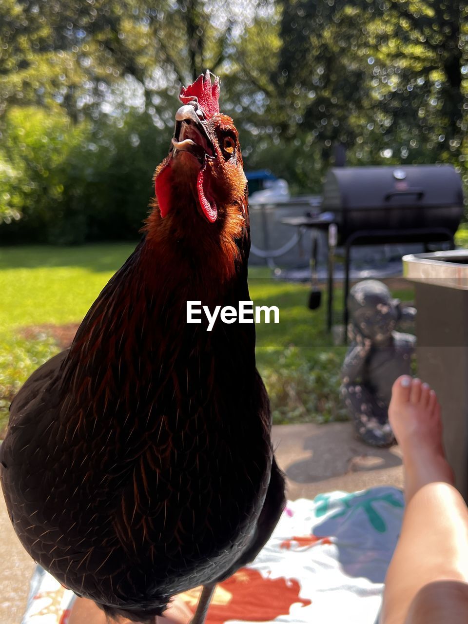 animal, animal themes, bird, hand, pet, one animal, domestic animals, chicken, rooster, one person, livestock, day, nature, focus on foreground, outdoors, mammal, tree, adult, red, holding, close-up, food