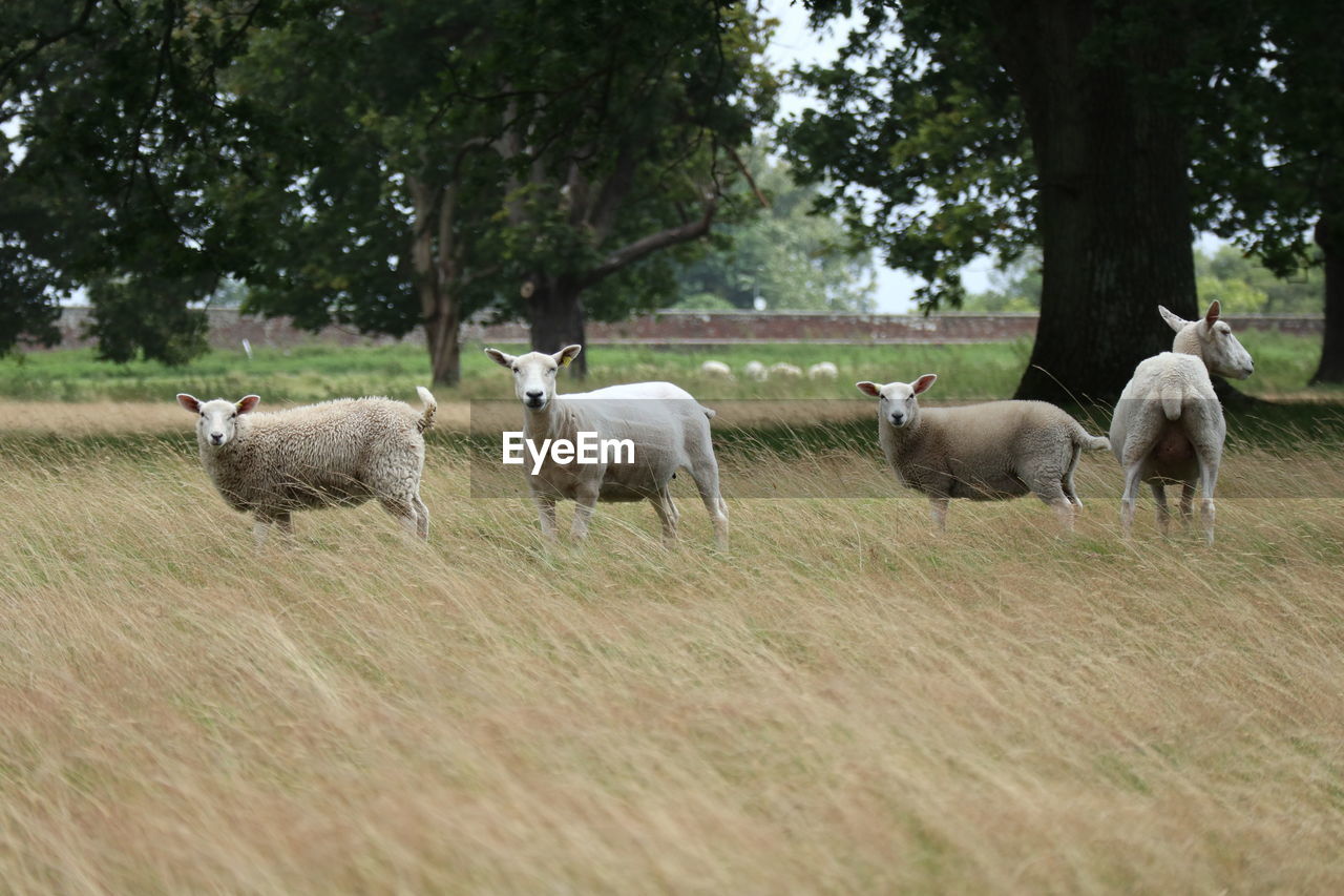 Sheep in a field