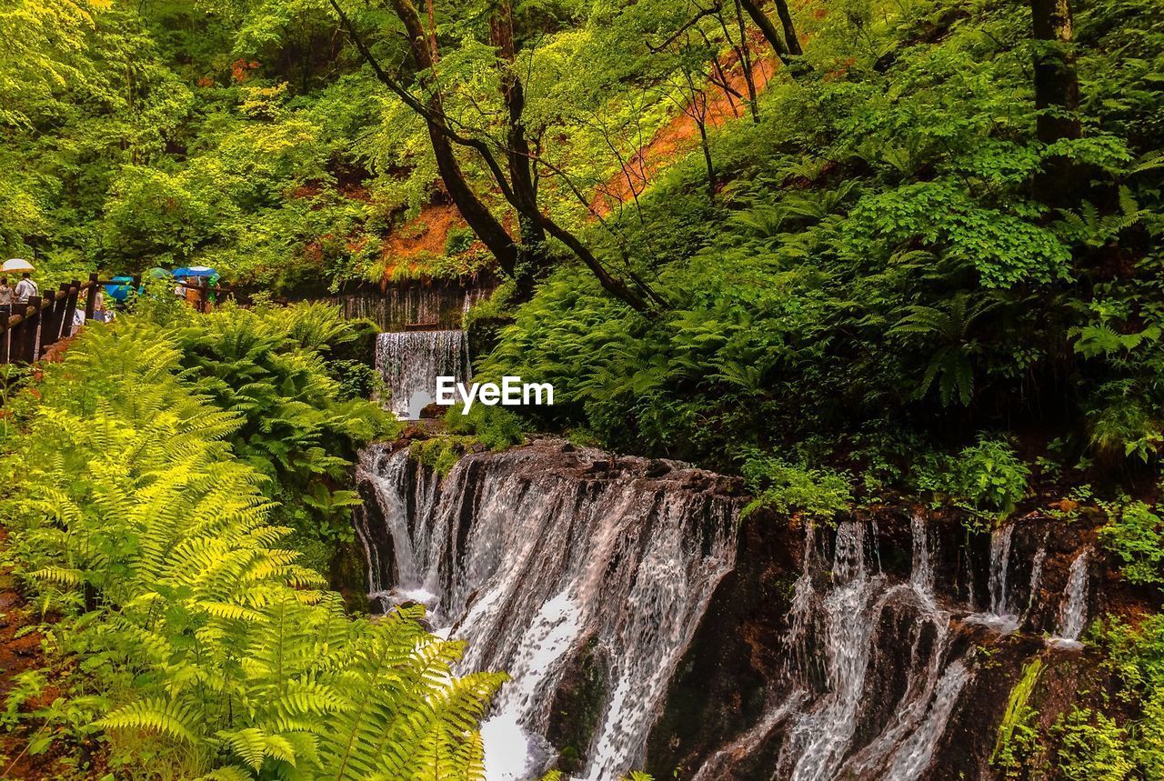 Scenic view of waterfall in forest