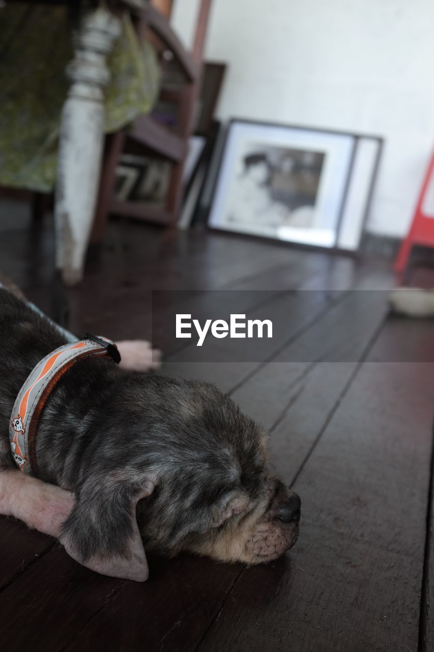 REAR VIEW OF DOG WITH MOUTH AT HOME AT CAMERA