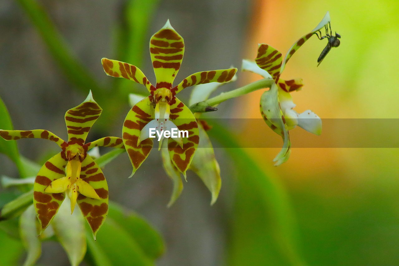 Close-up of flowering plant