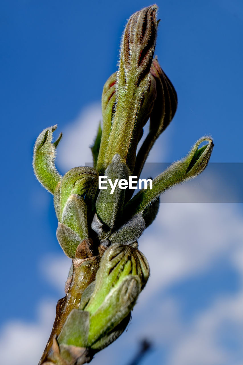 LOW ANGLE VIEW OF A PLANT