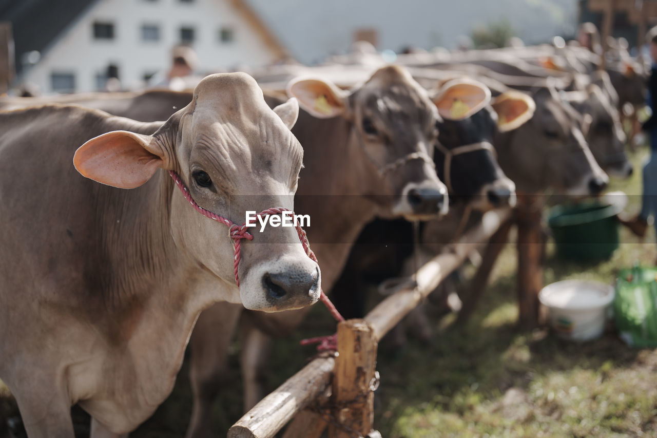 Close-up of cow