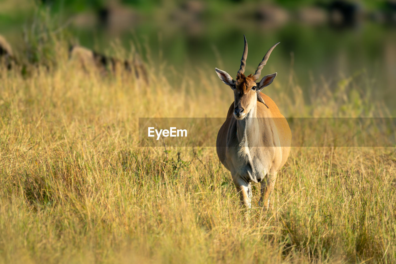 close-up of deer standing on field