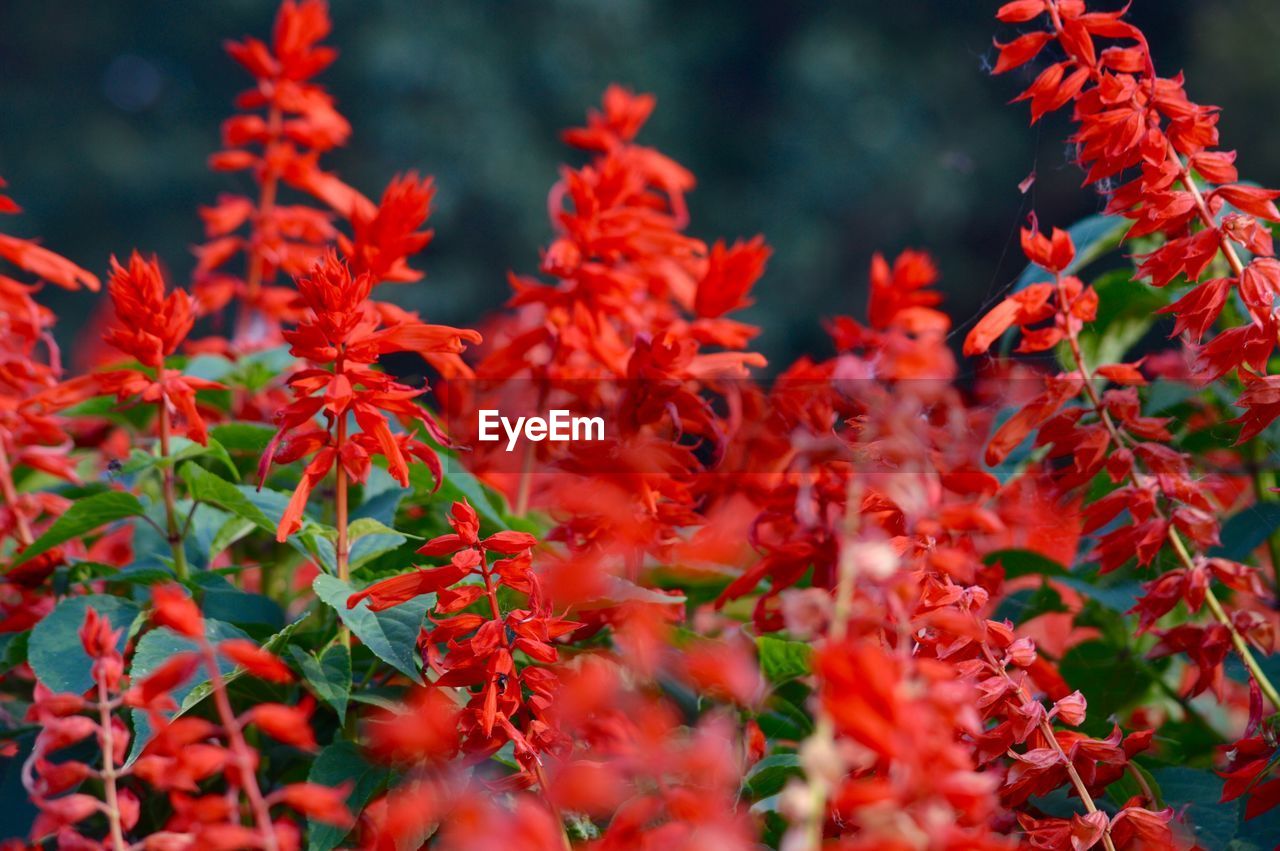 CLOSE-UP OF RED FLOWERS AND LEAVES