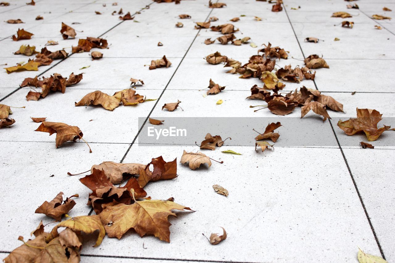 High angle view of dry maple leaves on tiled floor