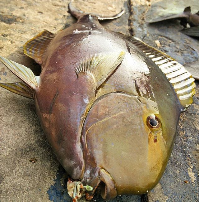 CLOSE-UP OF FISH