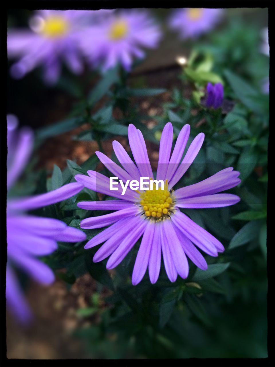 CLOSE-UP OF PURPLE FLOWERS BLOOMING