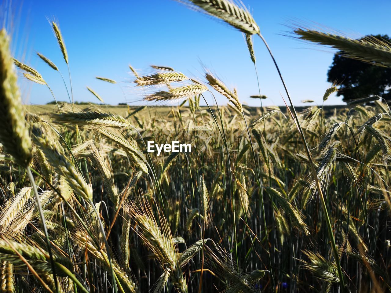 WHEAT FIELD AGAINST PLANTS