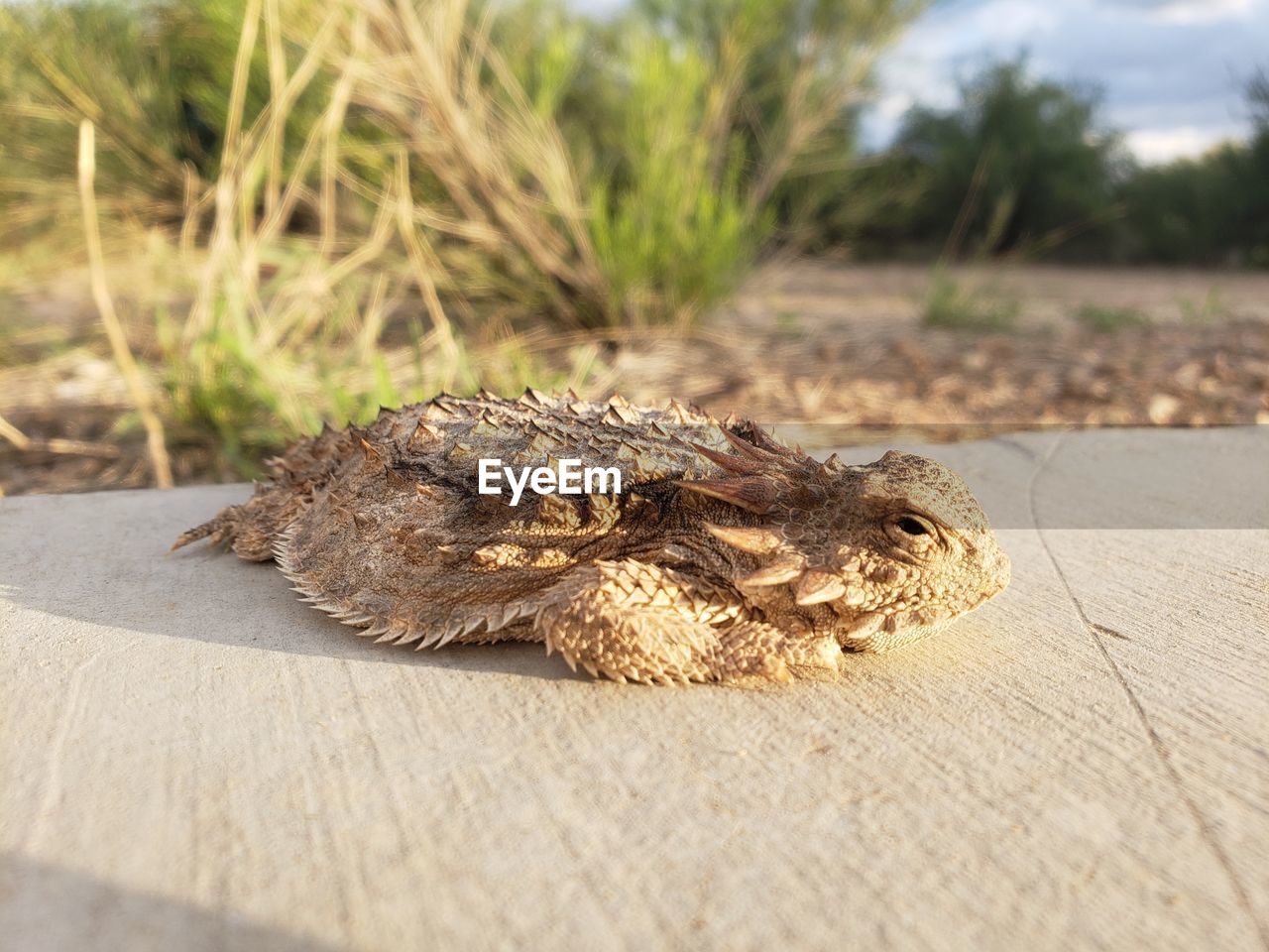 CLOSE-UP OF A REPTILE ON WOOD