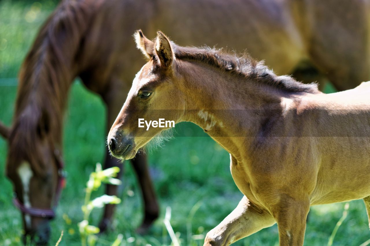 Close-up of foal with its mother