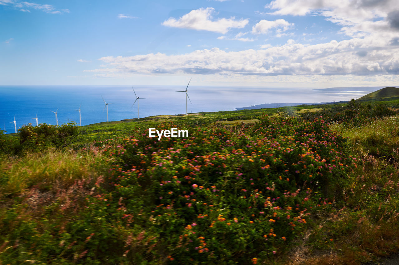 Plants growing against sea