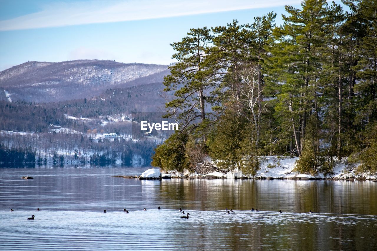 VIEW OF BIRDS IN LAKE