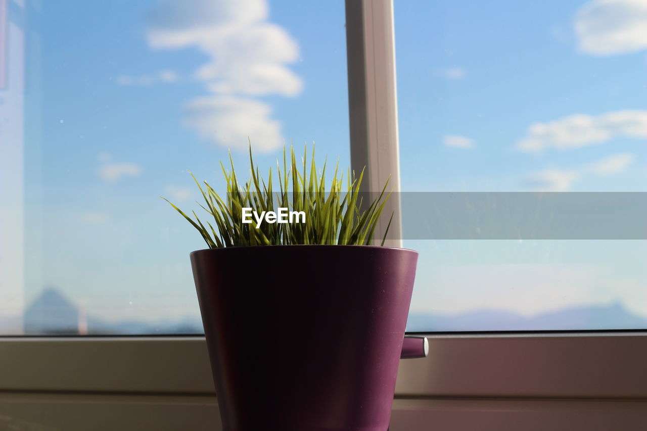 Close-up of potted plant