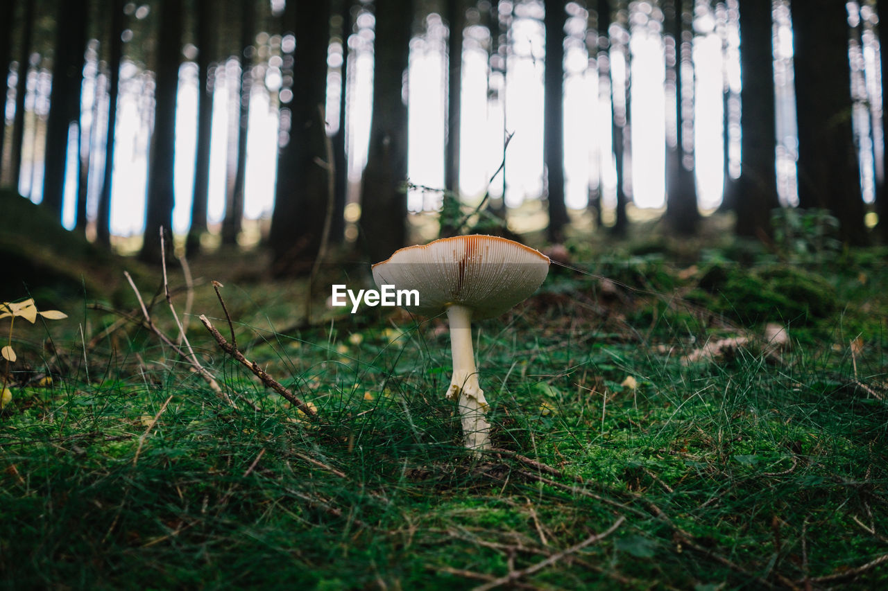 CLOSE-UP OF MUSHROOM GROWING IN FIELD