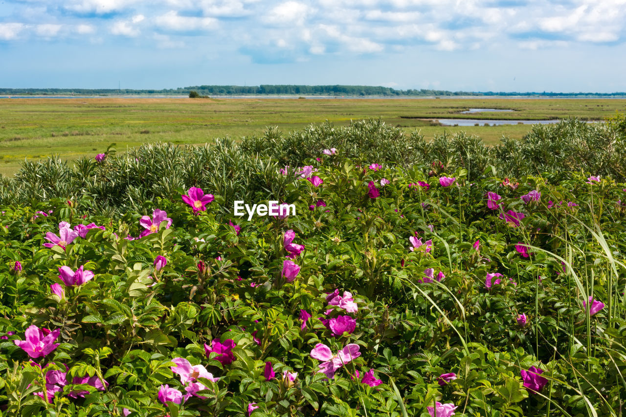 View of flowers growing in field