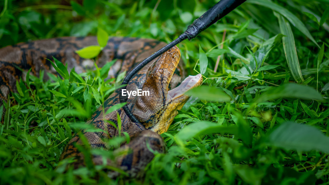 A big and ferocious python catches snakes by hand, beautiful striped boa in a fertile forest.