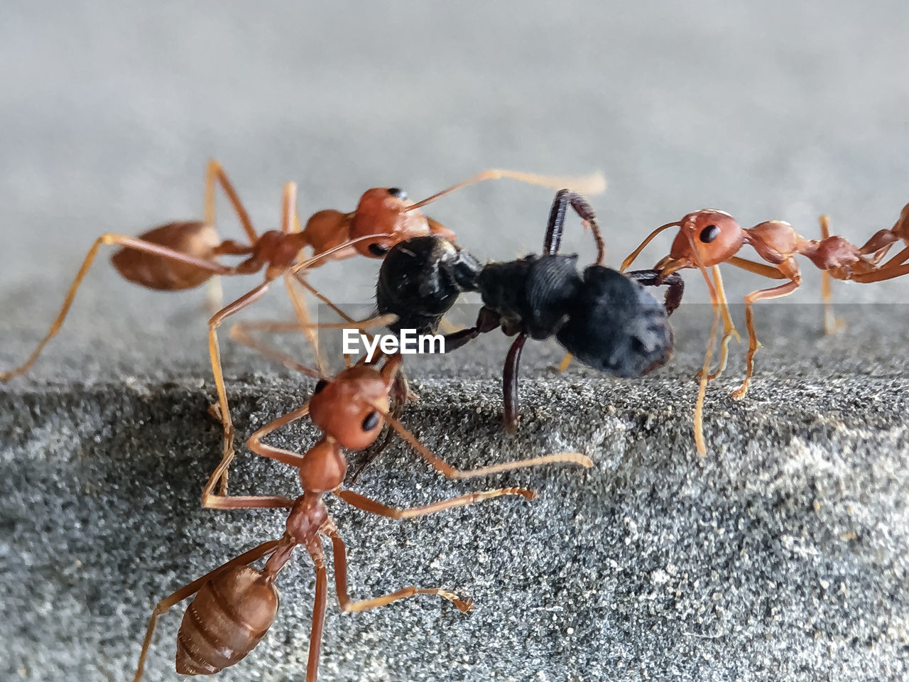 ant, insect, animal themes, animal, pest, macro photography, group of animals, animal wildlife, no people, nature, wildlife, close-up, outdoors, day