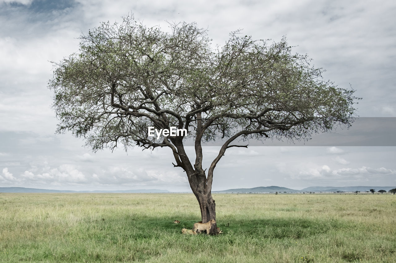 Lions by tree on grassy field against cloudy sky