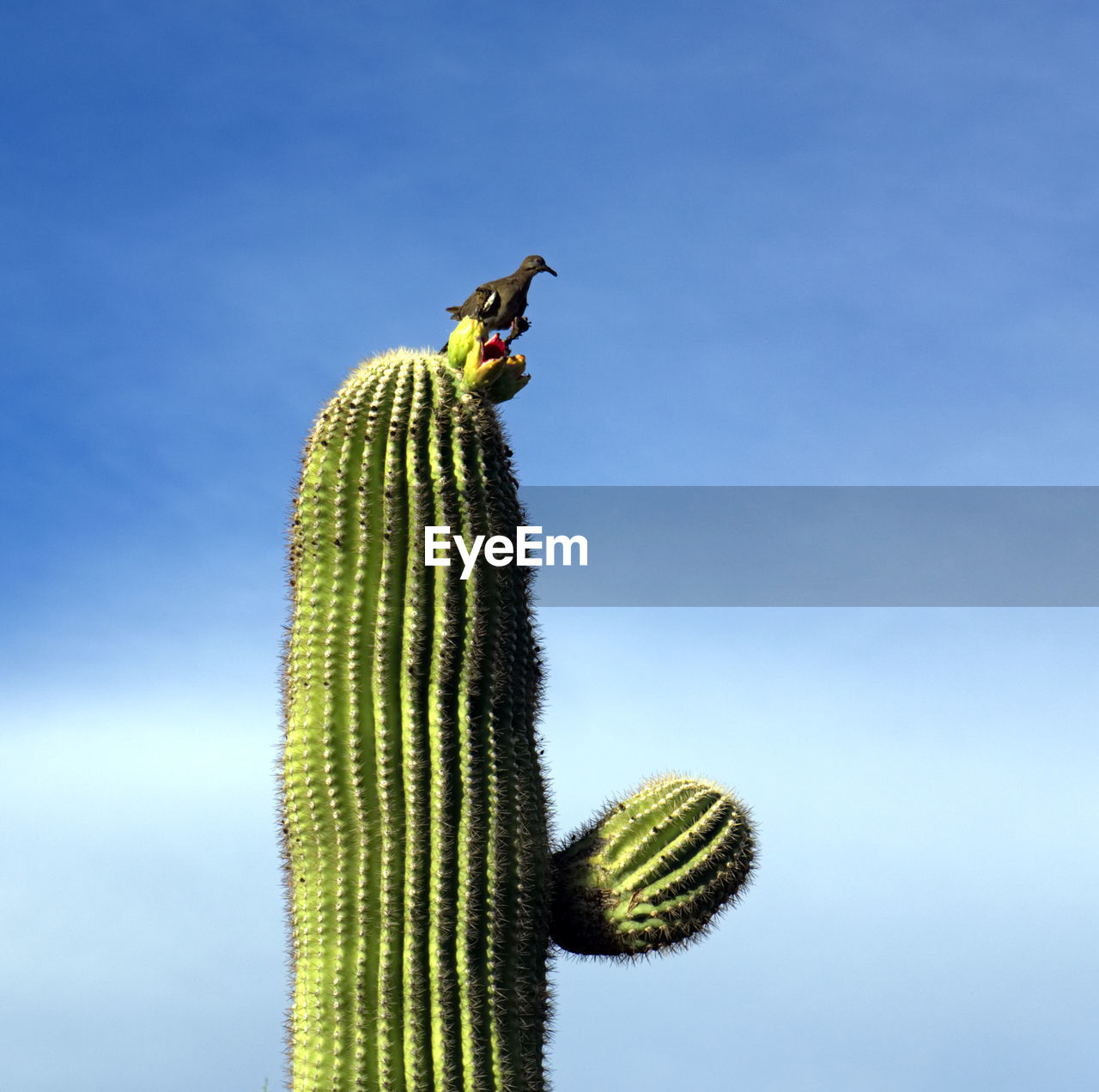 Low angle view of bug on cactus against sky