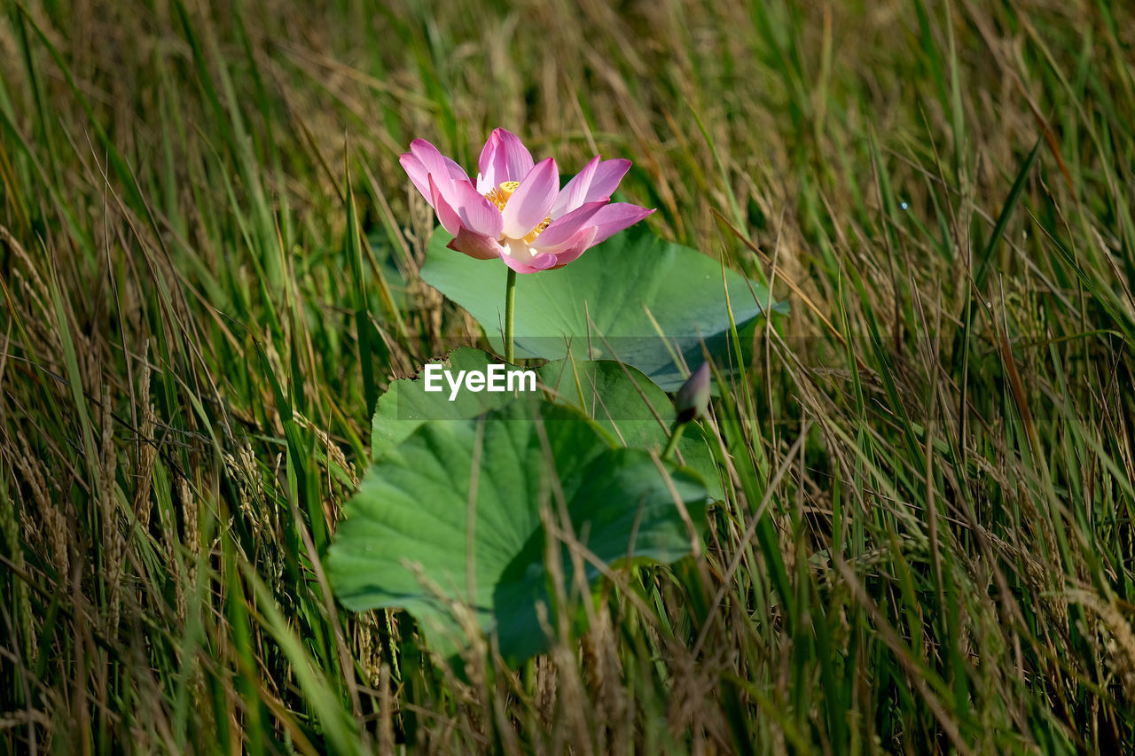 CLOSE-UP OF PINK FLOWERING PLANT ON LAND