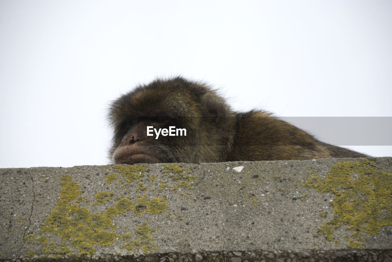 CLOSE-UP OF MONKEY ON WALL
