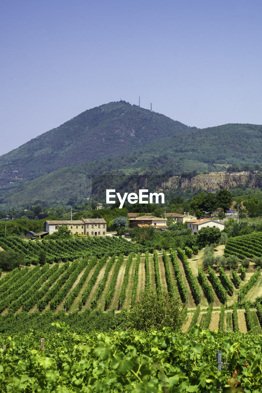 scenic view of agricultural field against mountain