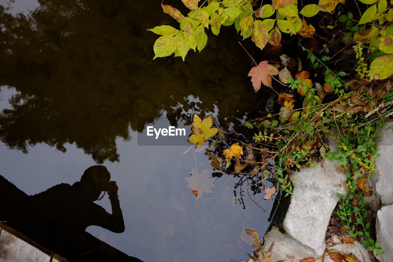 Reflection of tree on leaves in lake